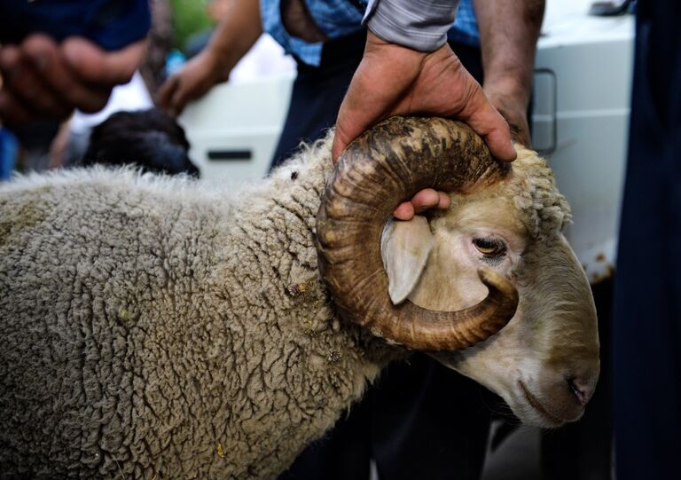Баран для жертвоприношения в мусульманский праздник Курбан-Байрам