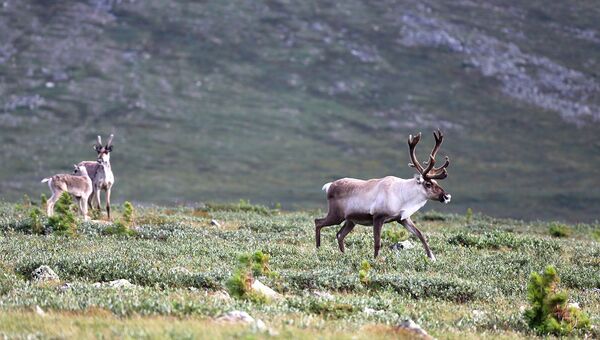 Учет сибирского лесного северного оленя проведен в “Кузнецком Алатау”