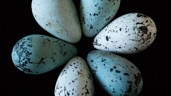 Яйца кайр помогли ученым разрешить диспут лилипутов из Гулливера