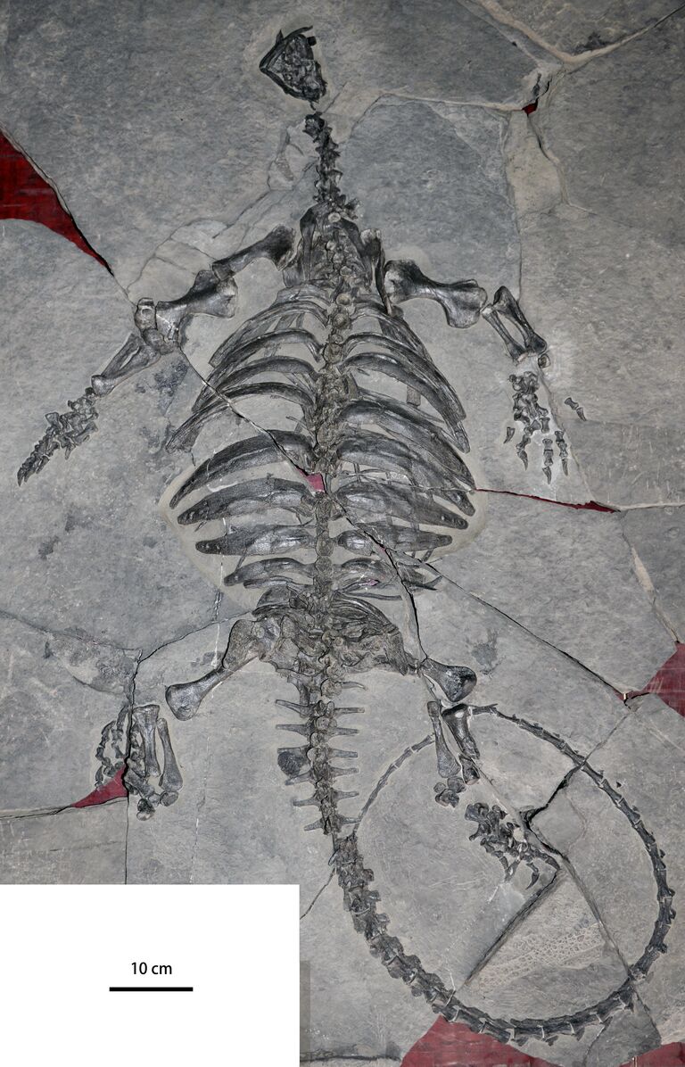 Останки Eorhynchochelys Останки Eorhynchochelys