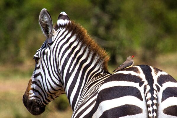Зебра в национальном заповеднике Масаи-Мара в Кении