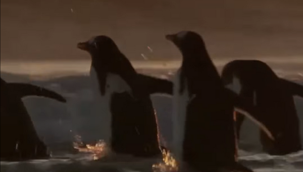 Давид против Голиафа: ученые сняли драку пингвина и лобстера на видео