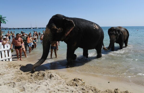 Индийские слоны Дженни и Магда из гастролирующего циркового шоу выходят на пляж после купания в море в Евпатории
