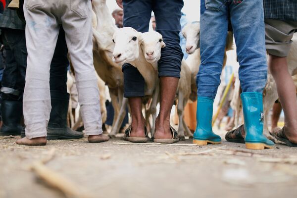 Продажа коз перед празднованием Курбан-байрама в Сане, Йемен
