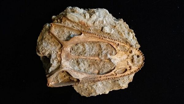 Череп ветлугазавра. Архивное фото