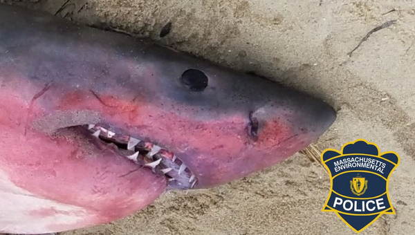Мертвая акула на берегу в Труро штата Массачусетс. 25 августа 2018