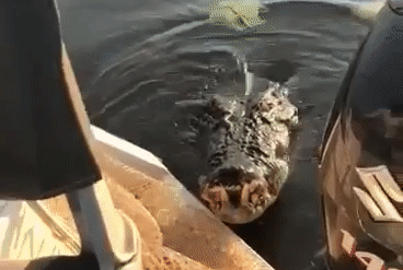 Крокодил в лодке
