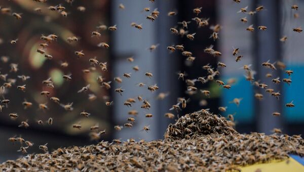 Пчелы атаковали палатку с хот-догами в центре Манхэттена