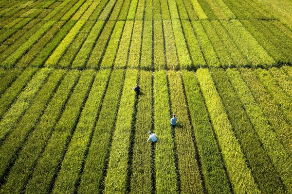 Выращивание риса агрохолдингом АФГ Националь в Краснодарском крае