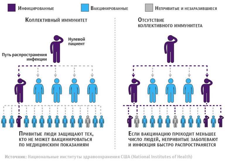 Механизм работы коллективного иммунитета Механизм работы коллективного иммунитета
