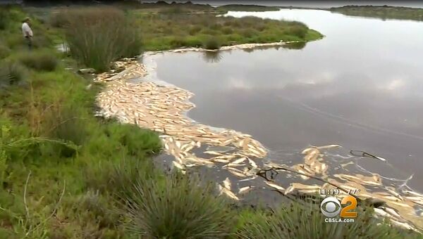 Мертвая рыба в водоеме государственнго парка Малибу Лагун, Калифорния, США. 27 августа 2018