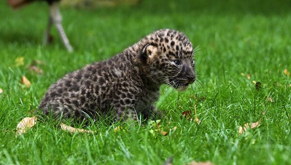 Котятам в Центре восстановления леопарда на Кавказе сделали первые прививки