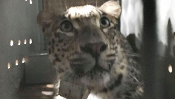 Самец переднеазиатского леопарда Артек выпущен в дикую природу в Кавказском заповеднике