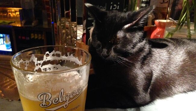 Кот у бокала с пивом