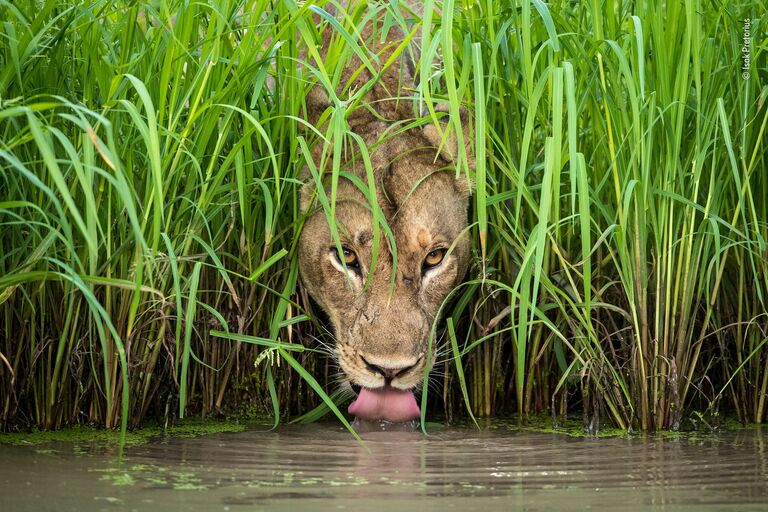 Работа финалиста конкурса фотографии 2018 Wildlife Photographer of the Year. Isak Pretorius