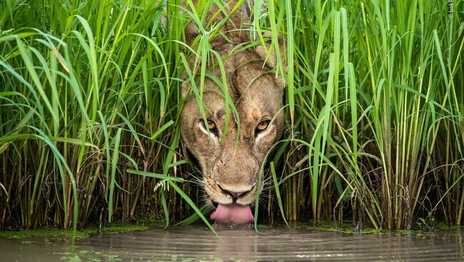 Работа финалиста конкурса фотографии 2018 Wildlife Photographer of the Year. Isak Pretorius