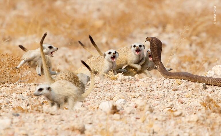 Работа финалиста конкурса фотографии 2018 Wildlife Photographer of the Year. Tertius A Gous