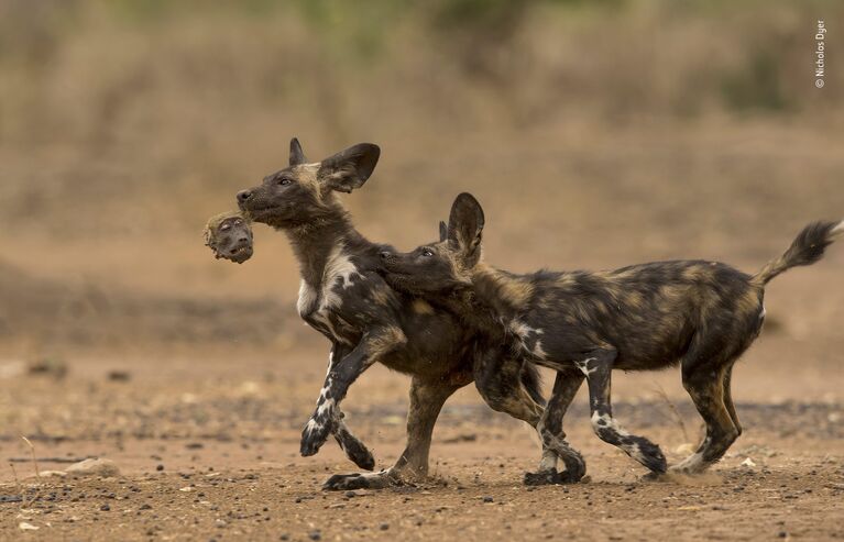 Работа финалиста конкурса фотографии 2018 Wildlife Photographer of the Year. Nicholas Dyer