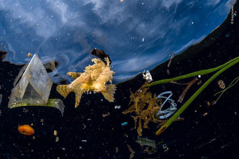 Работа финалиста конкурса фотографии 2018 Wildlife Photographer of the Year. Greg Lecoeur