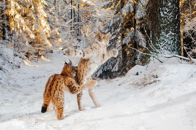 Работа финалиста конкурса фотографии 2018 Wildlife Photographer of the Year. Julius Kramer