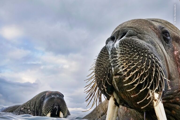 Работа финалиста конкурса фотографии 2018 Wildlife Photographer of the Year. Valter Bernadeschi