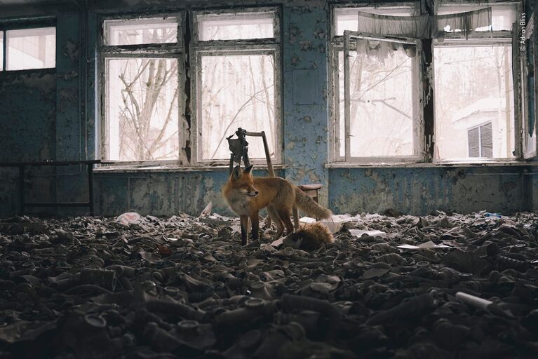 Работа финалиста конкурса фотографии 2018 Wildlife Photographer of the Year. Adrian Bliss