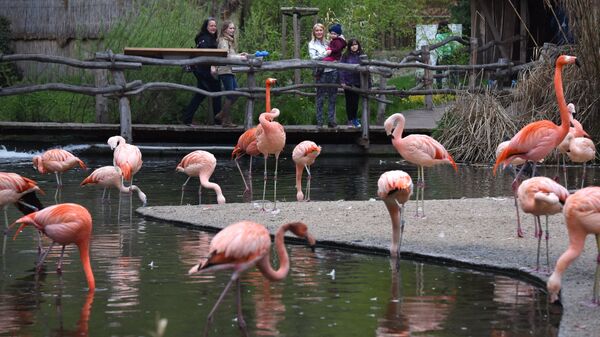 Посетители наблюдают за красными и чилийскими фламинго в пражском зоопарке (Zoo Praha). Архивное фото.