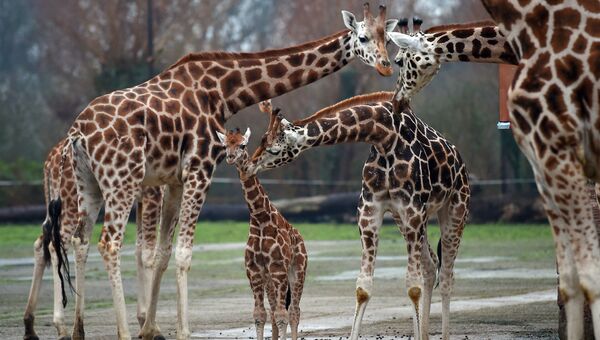 Жирафы в честерском зоопарке
