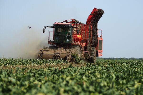 Уборка урожая сахарной свеклы в станице Новолабинской Краснодарского края Уборка урожая сахарной свеклы в станице Новолабинской Краснодарского края