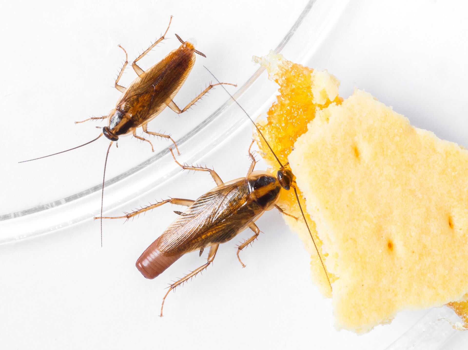 Борная кислота от тараканов: рецепты, эффективность и методика применения