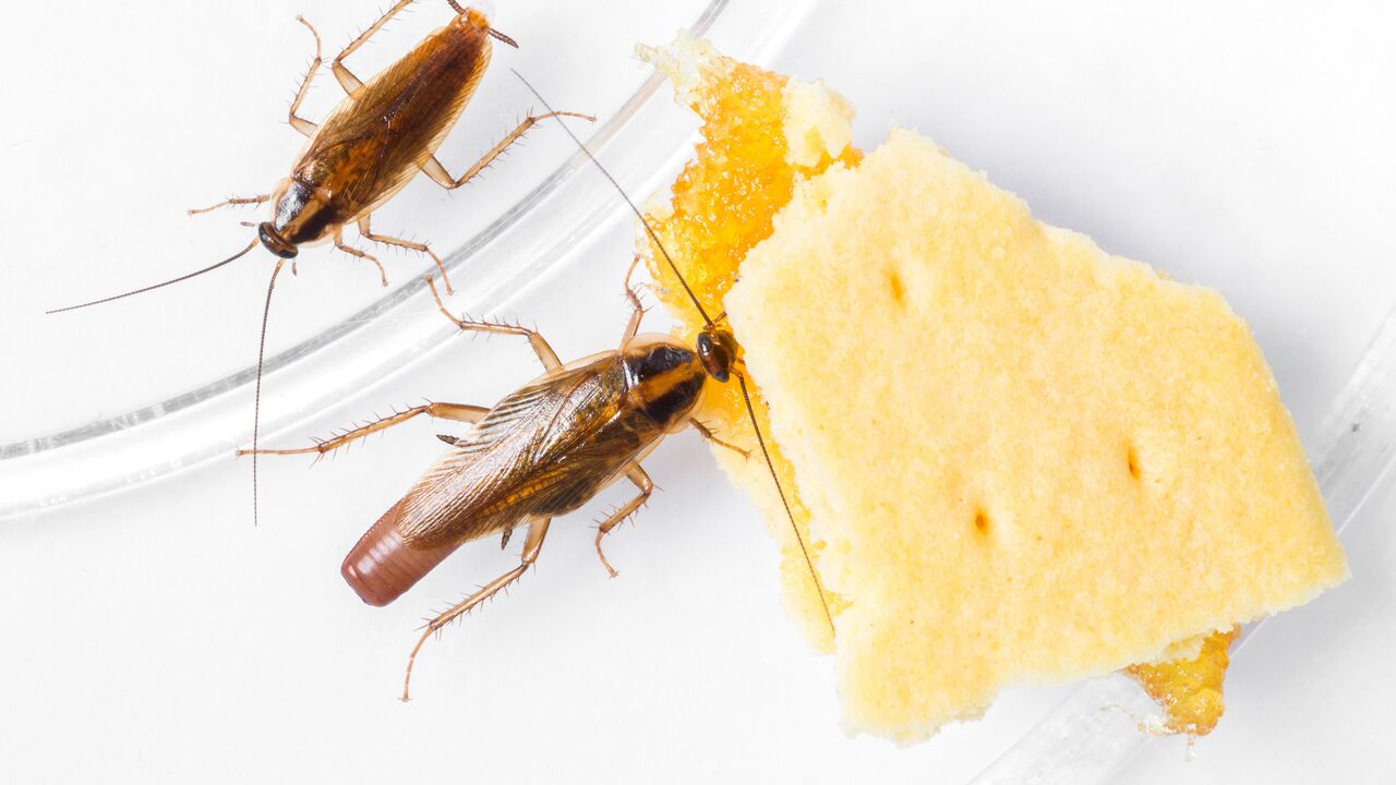 Выбор и нюансы применения геля от тараканов