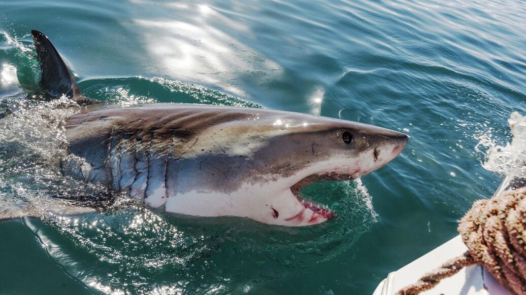 В США арестовали мужчину, отомстившего акуле