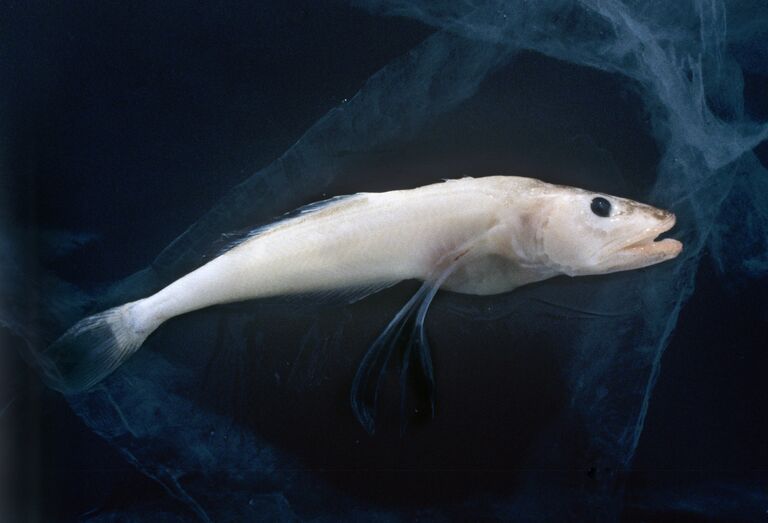 Живородящая рыба голомянка, которая обитает в озере Байкал Живородящая рыба голомянка, которая обитает в озере Байкал