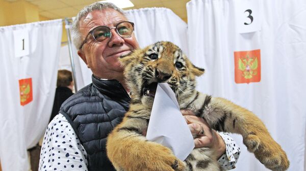 Директор Барнаульского зоопарка Сергей Писарев пришел на избирательный участок с тигрятами в единый день голосования в Барнауле
