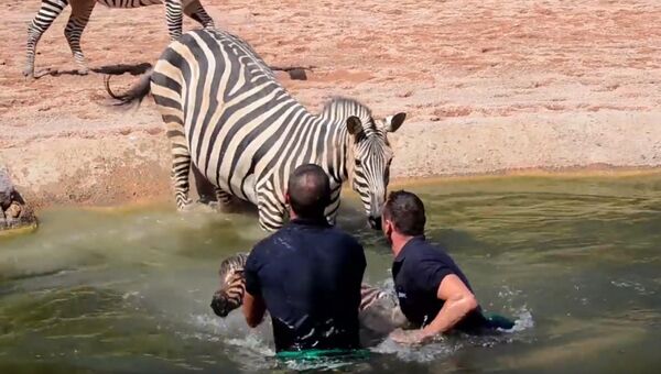 Сотрудники биопарка Валенсии спасают из воды новорожденного детеныша зебры