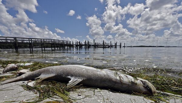 Мертвая рыба на пляже во Флориде, США