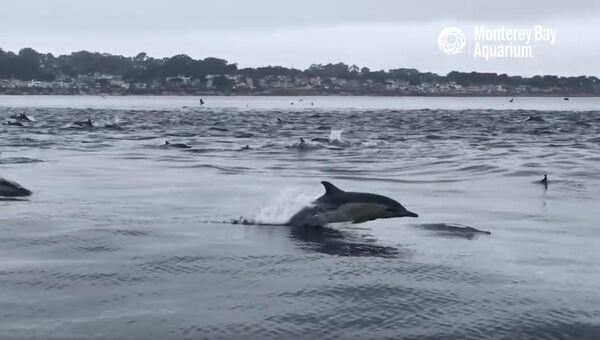Дельфины переплывают через Монтерейский залив