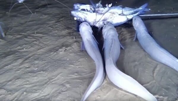 Кадр из видео, на котором замечен новый вид рыб, обитающий на дне Тихого океана