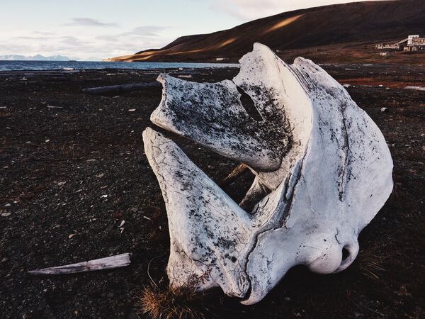 Частая находка на берегу — кости кита. Окрестности поселка Колсбей