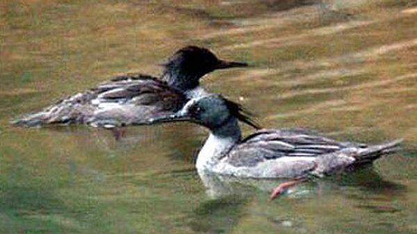 Власти Забайкалья запретили охоту на водоплавающих птиц
