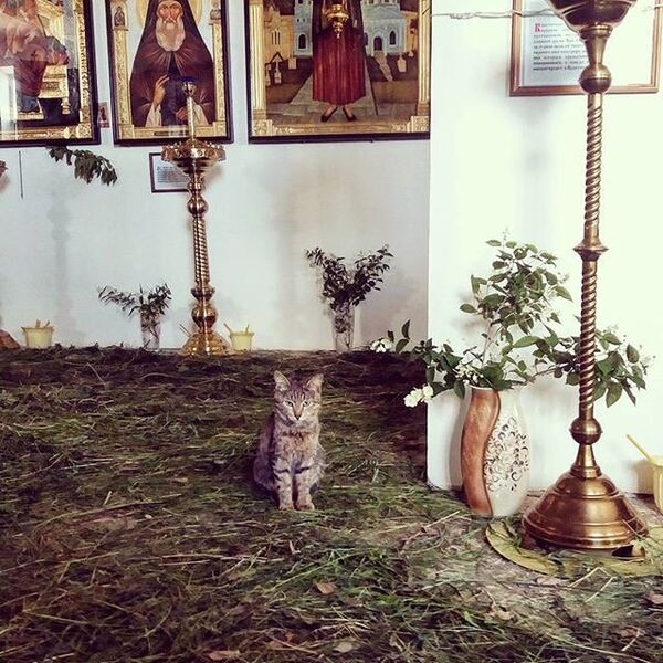 Кот в храме Казанской иконы Богородицы в Орске Кот в храме Казанской иконы Богородицы в Орске