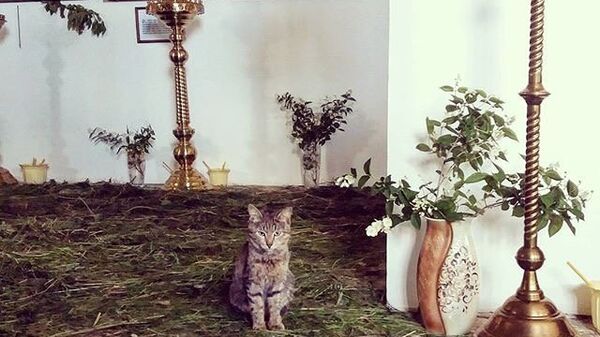 Кот в храме Казанской иконы Богородицы в Орске. Архивное фото