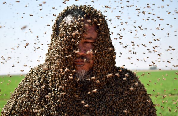 Зухаир Фатани с пчелами. 11 сентября 2018