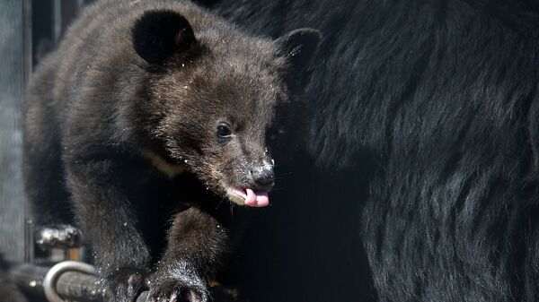 Медведица усыновила осиротевшего медвежонка в заказнике на Камчатке