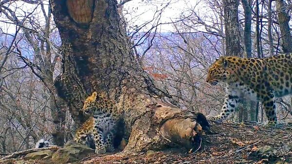 Новые котята дальневосточного леопарда попали на видео на Земле леопарда