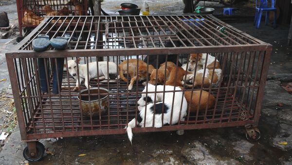 Собаки в клетке в Ханое, Вьетнам
