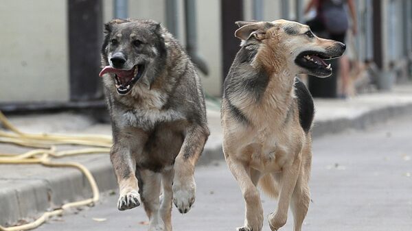 Собаки из приюта для бездомных собак Зеленоград во время прогулки