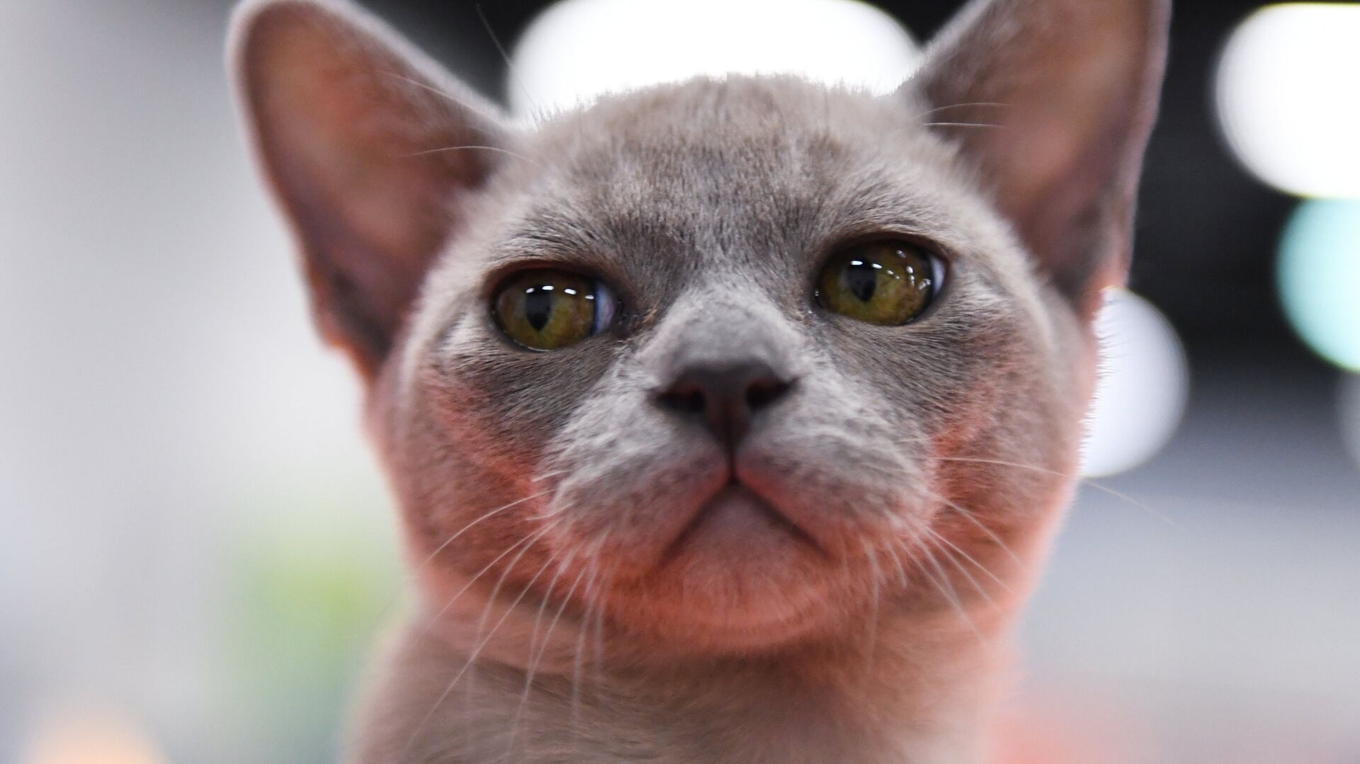 Бурманская кошка или Бурма, фотографии Бурманской кошки | Экзотические кошки, Бурма, Котята