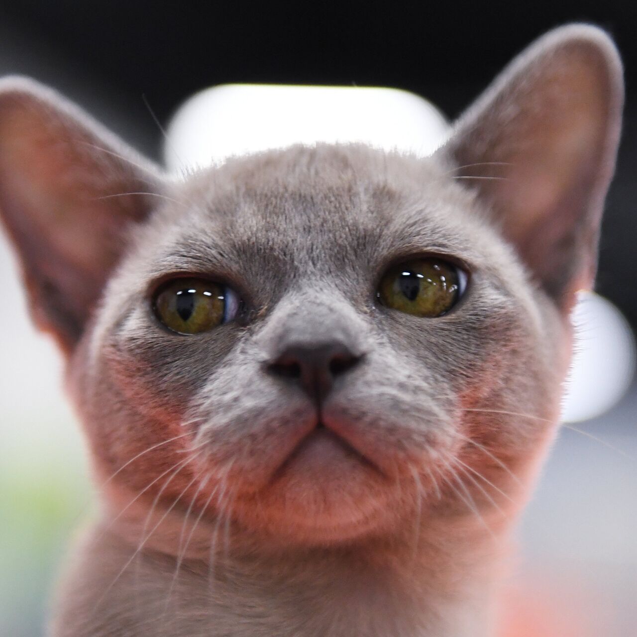 Бурманская кошка: описание и характер породы европейская бурма
