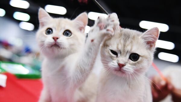 Кошки породы британская на международной выставке Звезда 2018 в Москве